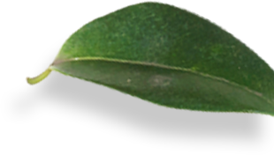 svg